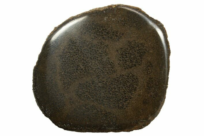 Polished Pliosaur (Stretosaurus) Bone Slab - England #316869